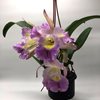 cattleya -2(C.Undine, Coerulea 'Ginza Blue' BMJOCA X Rlc.(Blc.) Carpinteria Dream '43') Япония 02.20 (2)